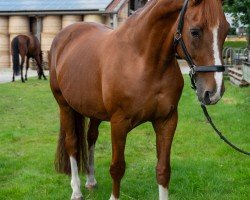 dressage horse Regina Regenbogen (Hanoverian, 2003, from Rotspon)