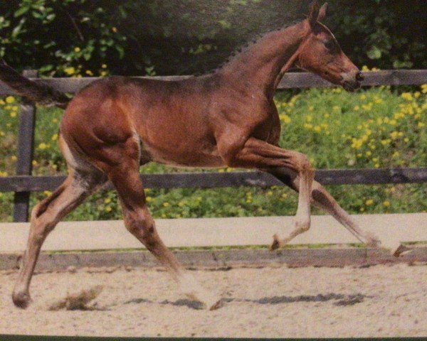 foal by Emirates Orange (Oldenburg show jumper, 2024, from Esmeraldo FM)