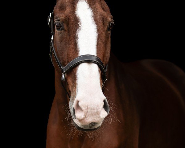 dressage horse Ferro v.d. Geest (Westphalian, 2009, from Fanfani 4)