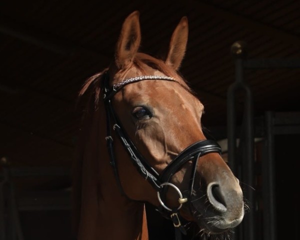 dressage horse Viva la Vida (Oldenburg, 2018, from Morricone)