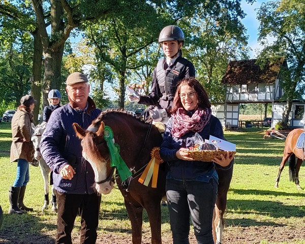 Springpferd Comet (Welsh Pony (Sek.B), 2017, von Mastro's Gredley)