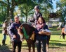 jumper Comet (Welsh-Pony (Section B), 2017, from Mastro's Gredley)