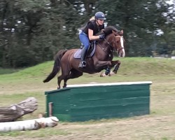 horse Cara Mia 173 (German Riding Pony, 2017, from Montender)