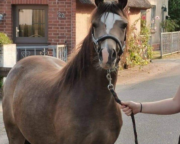 dressage horse Leherfelds Be my Rockabella (German Riding Pony, 2019, from Petit Rock the Moment)