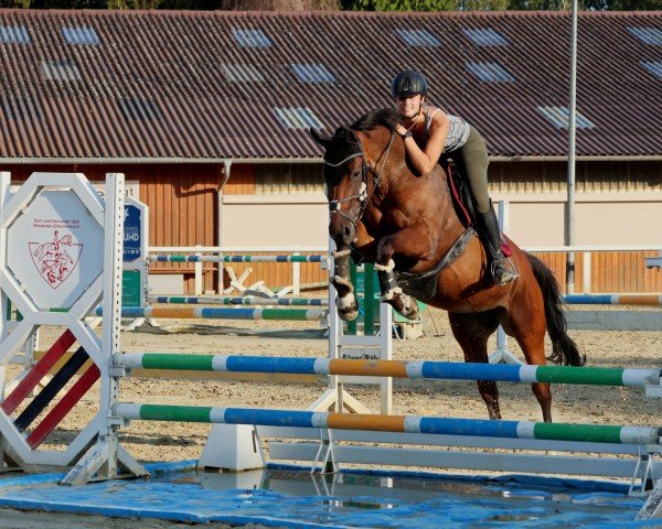 Springpferd Enjoy 103 (Deutsches Sportpferd, 2011, von Carpalano)