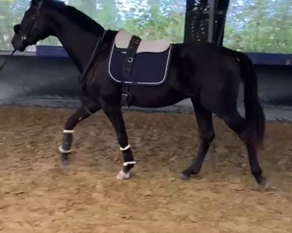 dressage horse Majestic's Black Edition (Westphalian, 2022, from Majestic Taonga)