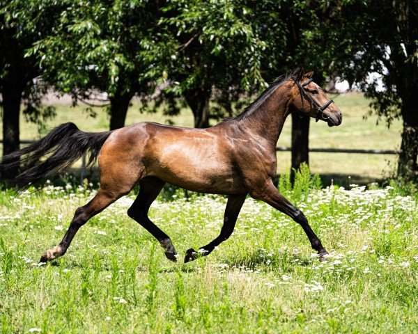 Springpferd Dakar (Polnisches edles Halbblut, 2020, von SANDRO JUNIOR)