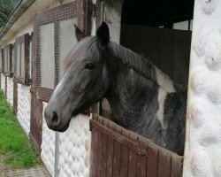 horse Sansibar GB (Westphalian, 2010, from Sanyo)