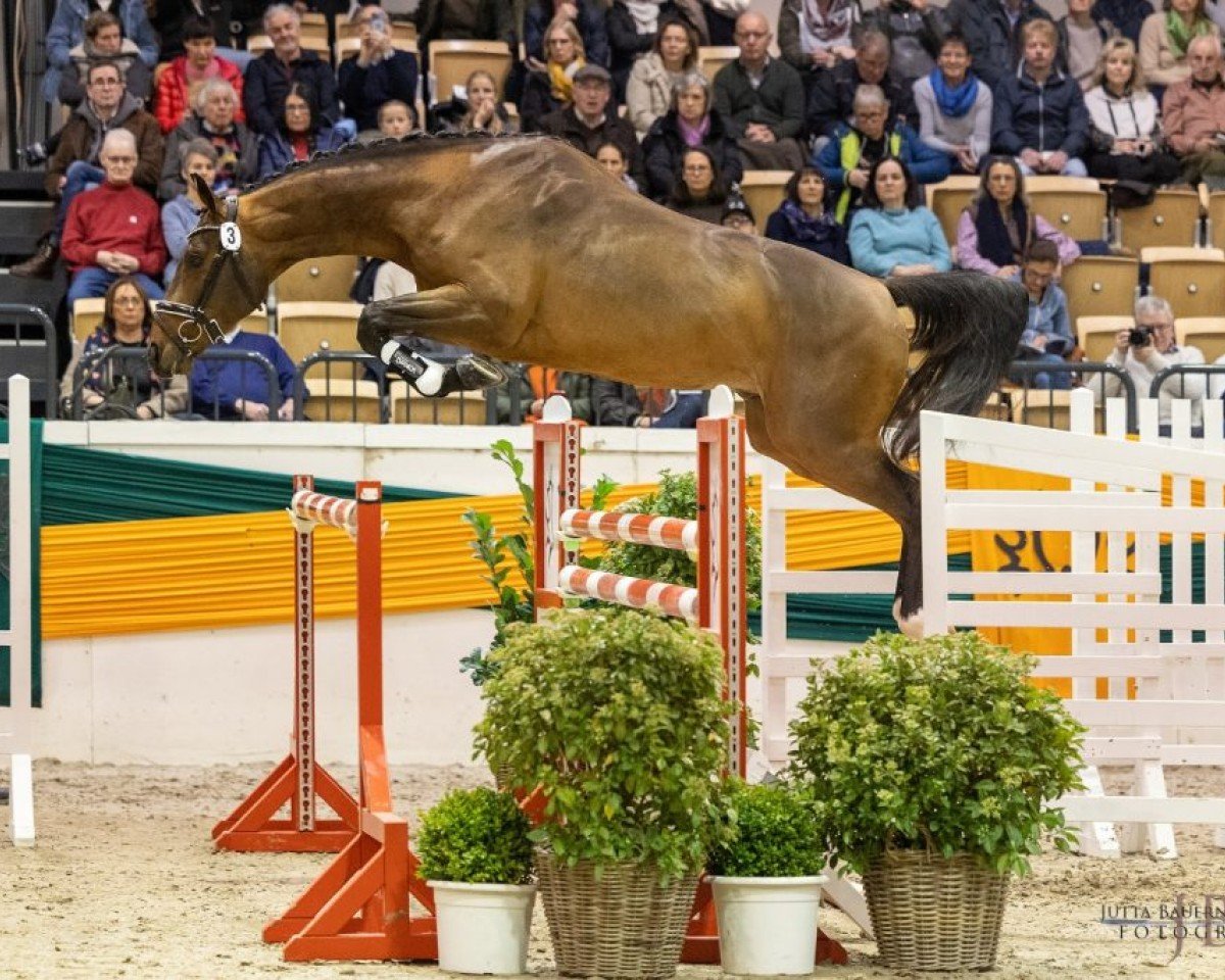 stallion Belun (Trakehner, 2020, from Nathan de la Tour AA)