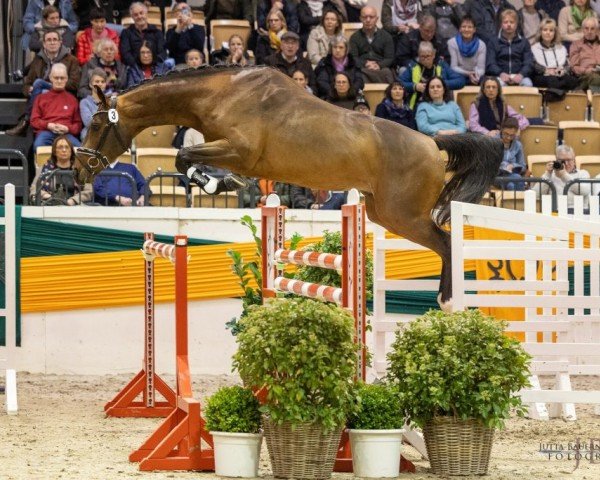 Deckhengst Belun (Trakehner, 2020, von Nathan de la Tour AA)