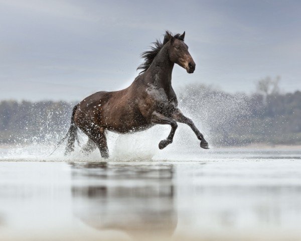 Springpferd Loretta von Ludwigsburg (Deutsches Sportpferd, 2011, von Lord Ludwigsburg)