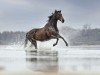 jumper Loretta von Ludwigsburg (German Sport Horse, 2011, from Lord Ludwigsburg)