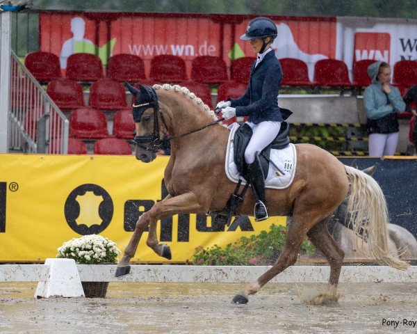 Dressurpferd Delongi (Deutsches Reitpony, 2020, von D-Gold AT NRW)