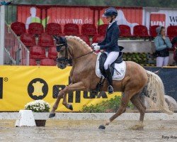 dressage horse Delongi (German Riding Pony, 2020, from D-Gold AT NRW)