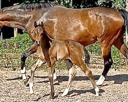 dressage horse Da Capo K (Westphalian, 2023, from Dark Dressed Man)