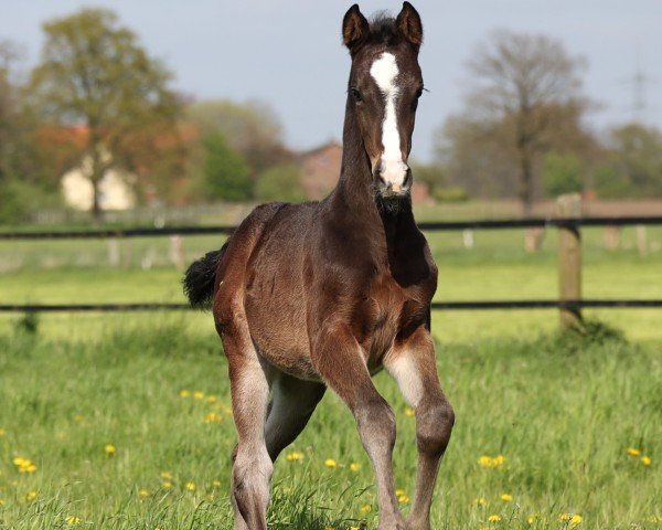 Springpferd Cleopatra H (Holsteiner, 2023, von Compte de Caderausse)