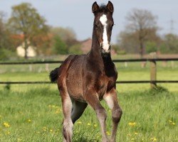 Springpferd Cleopatra H (Holsteiner, 2023, von Compte de Caderausse)