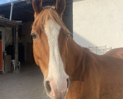 dressage horse Oz 1 (German Riding Pony, 2012, from High Flow's Oxford)