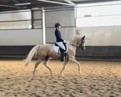 dressage horse Colorful Phantasia (Arab half breed / Partbred, 2016, from Klepholms Ikarios)