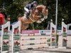 jumper Q Sieben B (Hanoverian, 2018, from Qualito)