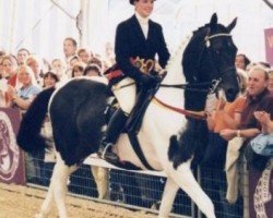 stallion Lostock Huntsman (anglo european sporthorse, 1991, from Lostock Blue)