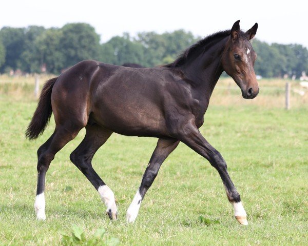 Fohlen von Hengst von Cornet Obolensky / Cassini I (Holsteiner, 2024, von Cornet Obolensky)