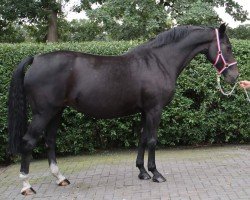 broodmare Atlanta XV (Holsteiner, 2008, from Cassini I)