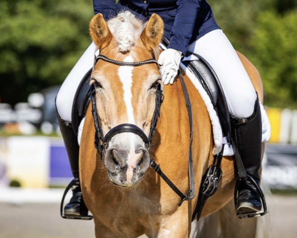 dressage horse Steinwälder (Haflinger, 2007, from Steinach)