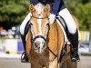 dressage horse Steinwälder (Haflinger, 2007, from Steinach)