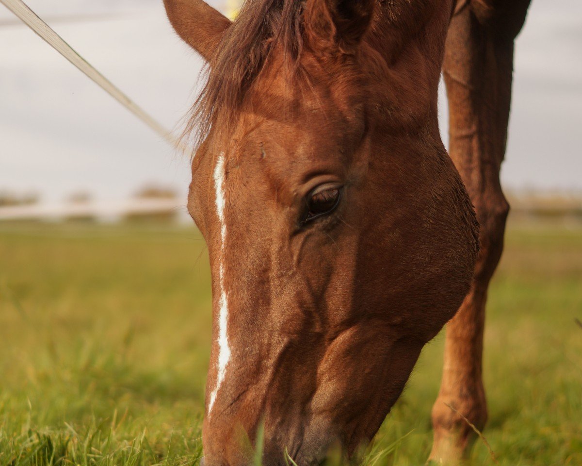 horse Fein Liebchen (Oldenburg, 2019, from Feinrich)