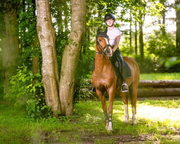 horse Neeyooshaa (German Riding Pony, 2007, from Discovery AA)