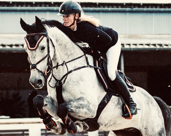 jumper Cerwyn Prince de Fondcombe Z (Zangersheide riding horse, 2016, from Chellano Alpha Z)