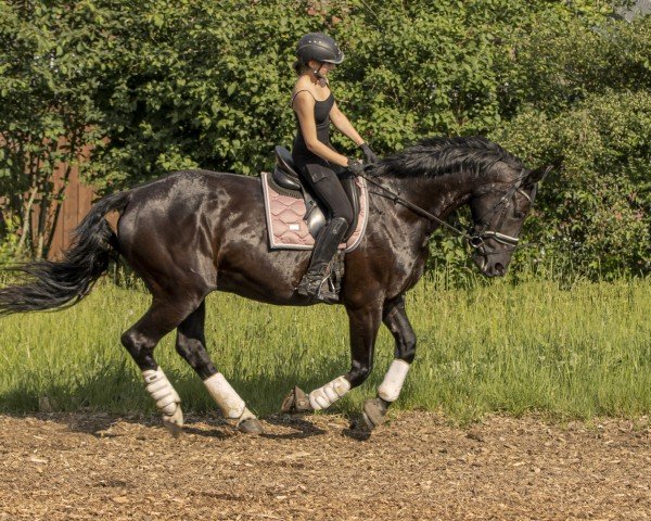 broodmare Rosa (Hanoverian, 2008, from Rotspon)