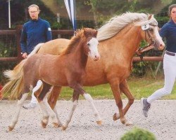 Zuchtstute Beschenhof Button (Welsh Pony (Sek.B), 2018, von Bekveld's Dave)