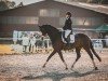 dressage horse Trophy 11 (Hanoverian, 2013, from Totilas)