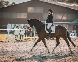 dressage horse Trophy 11 (Hanoverian, 2013, from Totilas)