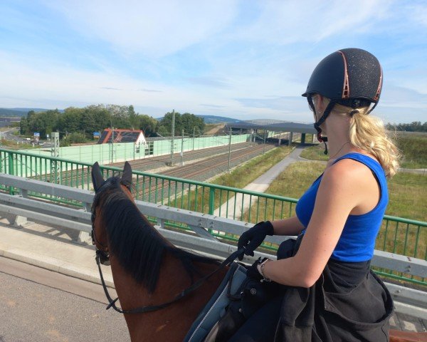 horse Leopold (German Sport Horse, 2006, from Legal Legend xx)