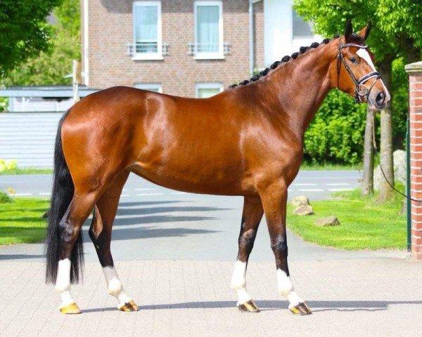 dressage horse Die oder Keine 20 (Hanoverian, 2015, from Dancier)