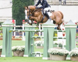 jumper Balouto van Paemel Z (Zangersheide riding horse, 2014, from Baloubet du Rouet)