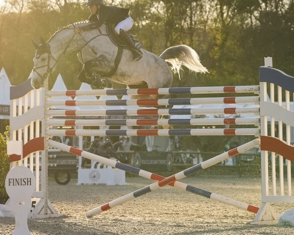 jumper Kazelli VDL (KWPN (Royal Dutch Sporthorse), 2015, from Arezzo VDL)