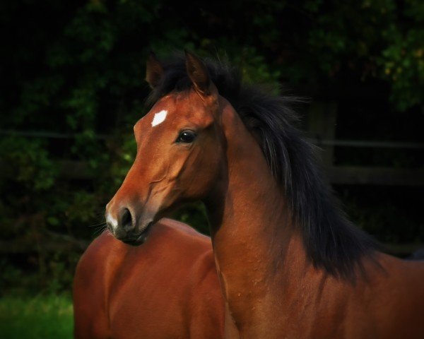 foal by HF v Fynch Hatton (Oldenburg, 2024, from Fynch Hatton)