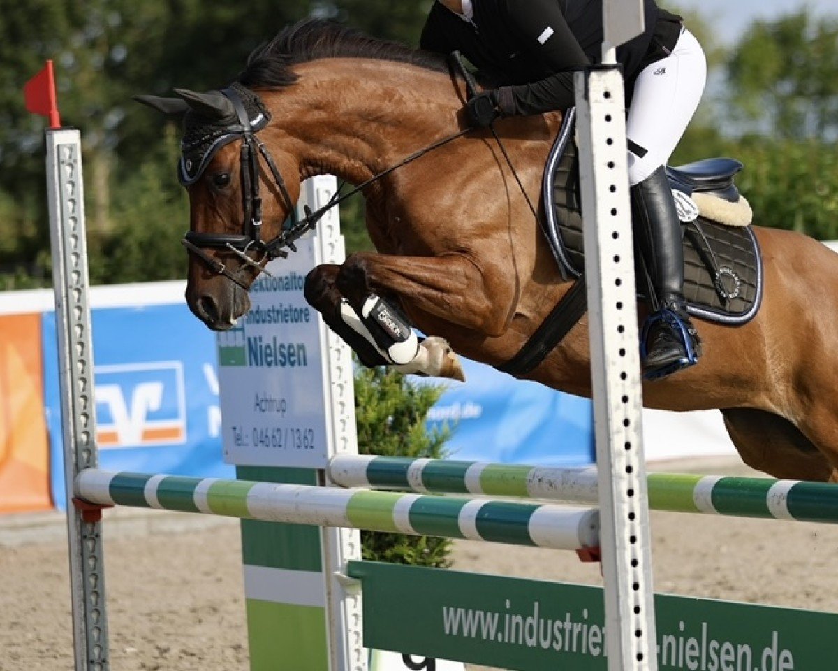 Springpferd Dakaria Queen (Deutsches Reitpony, 2018, von Kastanienhof Cockney Cracker)
