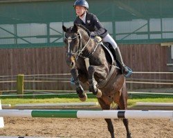 Springpferd King Cup (Deutsches Reitpony, 2008, von Keerlke)