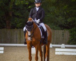 dressage horse Calippo 47 (German Riding Pony, 2011, from Churchill)