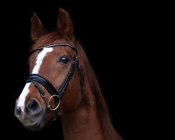 broodmare Vita 15 (Oldenburg, 2000, from Ruiz Soler)