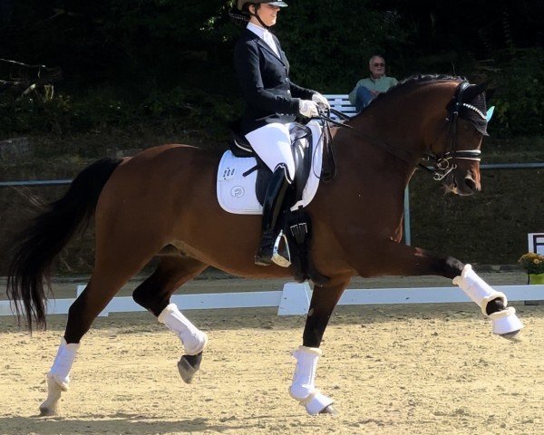 dressage horse Ramba Zamba 20 (Oldenburg, 2012, from Roi du Soleil Mt)