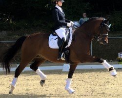 dressage horse Ramba Zamba 20 (Oldenburg, 2012, from Roi du Soleil Mt)