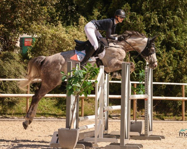 jumper Oakley (Oldenburg show jumper, 2017, from Ogano Sitte)