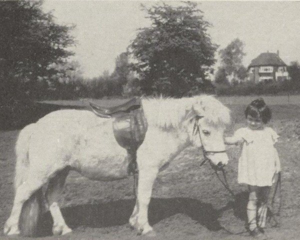 broodmare Flossy (Shetland Pony,  )