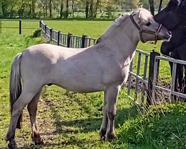 jumper Coffee (Fjord Horse, 2022, from Caron vom Eekbarg)